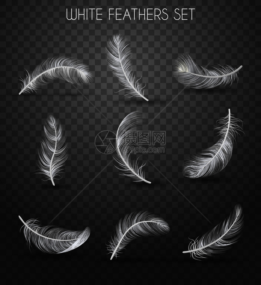 逼真的羽毛透明与白色羽毛标题软轻矢量插图图片