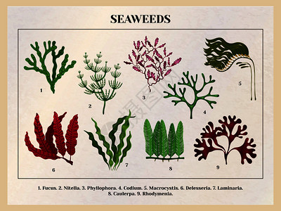 海藻收集植物教育图表海报教程与红棕色绿藻物种背景复古矢量插图背景图片