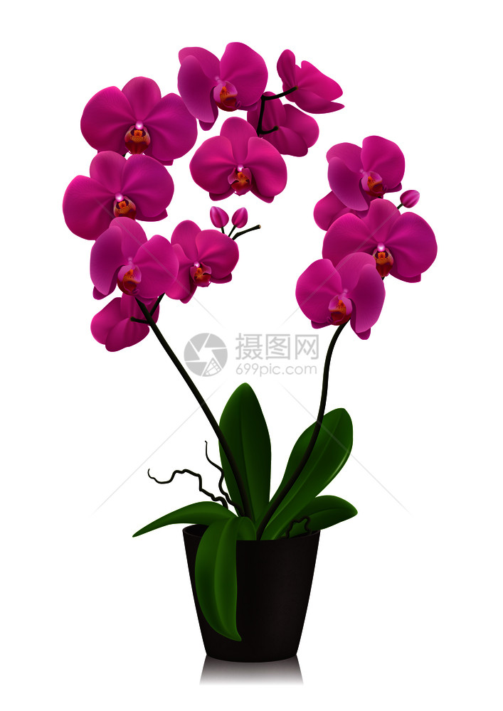 紫兰花盆理念中以写实的风格白色背景上矢量插图花盆里的紫色兰花图片