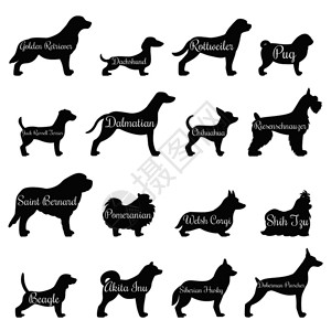 洛哈斯纯种狗轮廓轮廓图标与金毛猎犬鼠杰克拉塞尔猎犬其他品种的矢量插图狗轮廓轮廓图标插画