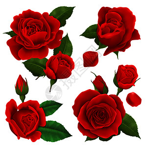 彩色现实玫瑰花图标绿叶深红色的花卉矢量插图现实玫瑰花图标集图片
