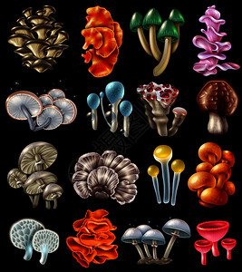 五颜六色的同形状的魔法蘑菇,黑色背景上引幻觉,矢量插图五颜六色的魔法蘑菇图片