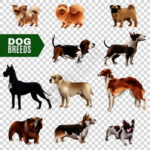 彩色狗品种图标可爱现实的透明背景矢量插图狗品种透明图标集图片