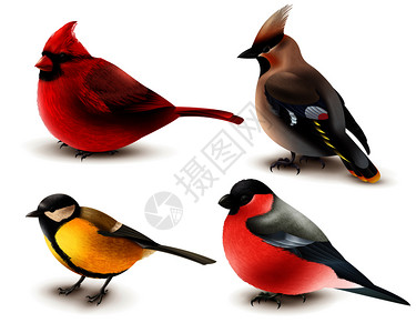 套冬季鸟类与红色枢机,蜡翅牛翅,三维孤立矢量插图冬天的鸟开始了图片