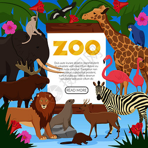 印刷术野生动物动物园海报与卡通收集外来野生动物居民热带丛林草原苔原平矢量插图动物园卡通海报插画