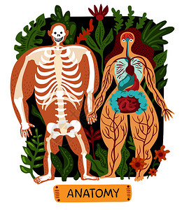 涂鸦人体解剖学与趣的男女轮廓背景与植物平矢量插图人体解剖装置图片