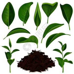 套真实的茶叶与新鲜的绿色干燥的叶子分离白色背景矢量插图逼真的茶叶套装图片