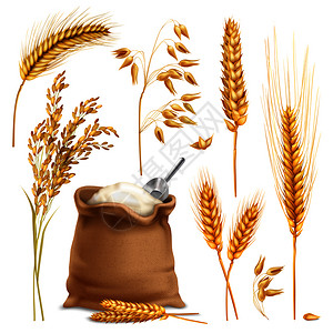 燕麦包装套现实的农业作物,包括水稻燕麦小麦大麦粉袋等现实的农业作物设定插画
