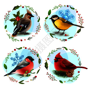 羽状的与冬季鸟类,雪花,云杉枝,装饰框架浆果叶子矢量插图冬季鸟类理念插画