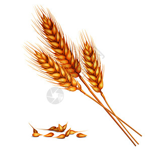 白色背景三维矢量插图上真实的黄色成熟小穗小麦成的籽粒真实的小麦成分图片