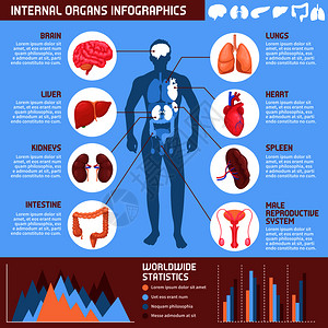 身体数据人类内脏信息与消化,呼吸生殖系统的信息男身体矢量插图人类内脏信息图插画