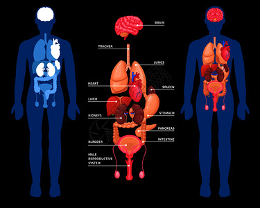 右臀上动脉黑色背景矢量图上分离的男体内内脏的人体解剖布局人体解剖内脏布局插画