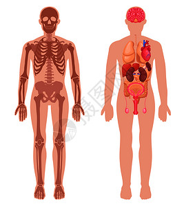 人体解剖集骨架结构内脏男身体孤立矢量插图人体解剖装置背景图片