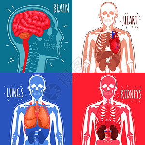 位置测定系统人体内脏器官与脑心肺肾骨骼结构分离矢量图人体内脏插画