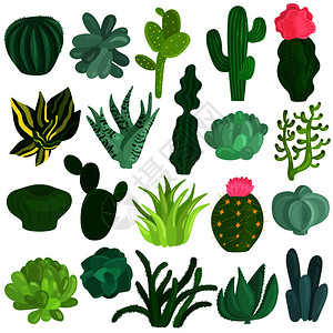 希良梨植物学绿色高清图片