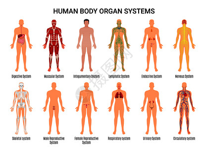 人体肌肉系统学校血管的高清图片