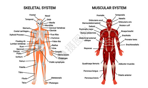 大学系统素材肌肉骨骼系统解剖图完整的教育指南海报人体前的矢量插图人类肌肉骨骼系统海报插画