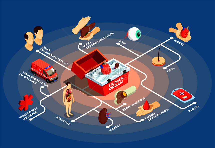 移植等距流程图与供体心脏医疗情况下人体器官解剖虚拟骨髓肝眼图标矢量插图移植等距流程图图片