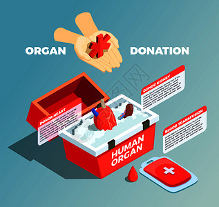 器官捐献等距成与供体肾脏供体心脏医疗容器血液良用于输血矢量插图器官捐献等距成背景图片