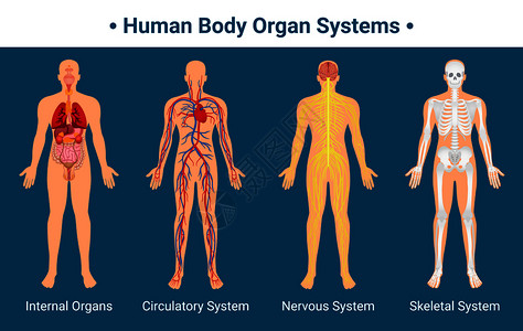 人体内脏循环神经骨骼系统解剖学生理学平教育海报矢量图人体器官系统海报图片