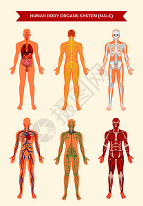 淋巴管男身体内脏循环神经骨骼系统解剖生理平教育海报矢量图男身体器官系统海报插画