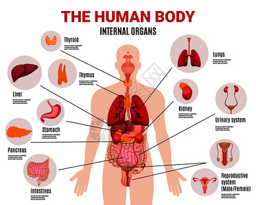 系统架构人体内脏示意图平信息海报与图标,图像,名称,位置定义,矢量插图人体内脏信息海报插画