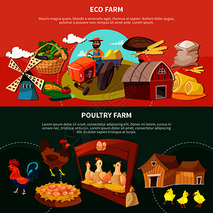 两个农场彩色卡通横幅生态家禽农场描述矢量插图两个农场卡通横幅套图片