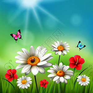 洋甘菊蝴蝶雏菊现实的三维构图花阳光下与蝴蝶甲虫矢量插图黛西现实的三维构图插画