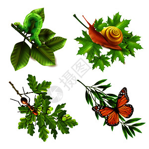 昆虫植物4现实图标毛毛虫蜗牛蝴蝶蚂蚁孤立矢量插图昆虫现实的图标图片