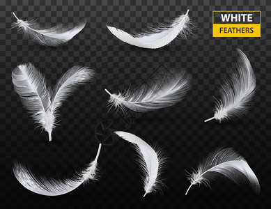 免抠羽毛素材下降白色毛茸茸的缠绕羽毛透明的背景上,现实的风格矢量插图白色羽毛透明套装插画