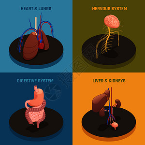 人体内脏解剖4等距图标与心肺肝肾系统分离矢量图人体器官等距插画