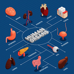系统流程图人体器官解剖等距流程图与胰胃肝心眼牙肺脑肾矢量图人体器官等距流程图插画