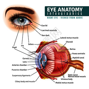 睫毛图人眼解剖信息与外部视图器官内部结构的白色背景现实矢量插图现实的眼睛解剖信息图插画