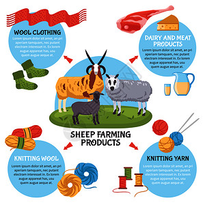 羊皮绵羊养殖场产品平信息海报与乳制品肉制品毛纱服装矢量插图绵羊繁殖信息图插画