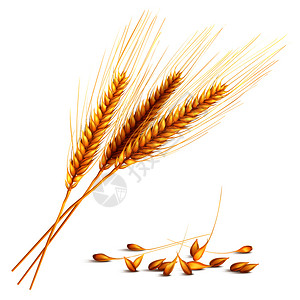 荞麦大麦耳朵谷物与收获农业符号现实的矢量插图大麦谷物插图插画