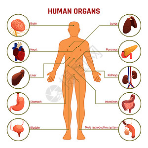 位置测定系统等距图信息与人类剪影,人体器官,他们的名字位置白色背景三维矢量插图人体器官信息图插画