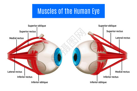 眼睛解剖三维图信息布局人类眼睛肌肉侧视图与标记矢量插图人眼解剖图背景图片