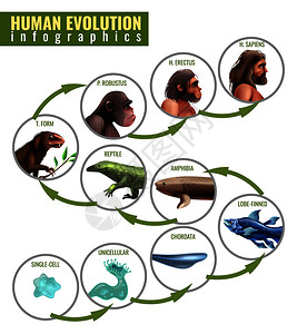 人类进化图人类进化信息与发育阶段单细胞智人白色背景矢量插图人类进化信息图插画
