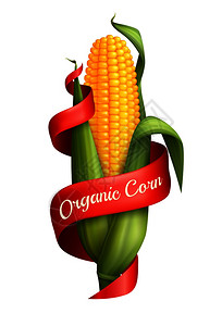 现实的玉米芯与绿叶红色丝带白色背景矢量插图带丝带的逼真玉米图片