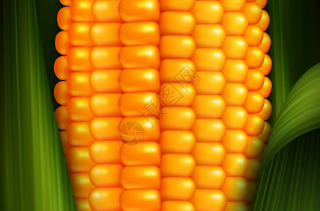 黄色玉米棒玉米芯与光滑的黄色光滑谷物绿叶现实背景三维矢量插图现实的玉米背景插画