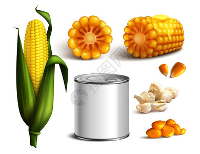 涂黄油的玉米芯绿叶,谷物,爆米花,罐头产品,逼真的集孤立矢量插图玉米写实套插画