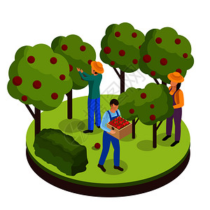 普通农民生活等距背景成与三名绿地工作者收集水果周围的树木矢量插图果实采收等距成插画