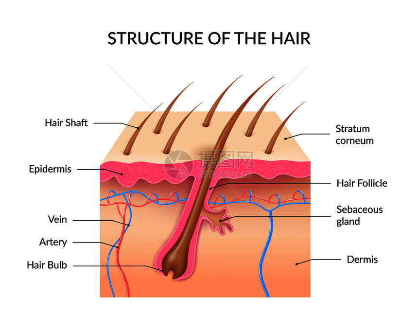 人体头发解剖信息与皮肤层的横截,毛囊球轴皮脂腺的真实矢量插图现实的人类头发解剖信息图图片