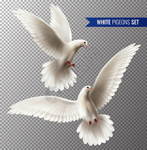 让爱释放毛笔字白色鸽子透明与平符号现实孤立矢量插图白色鸽子套插画