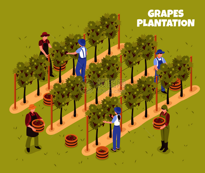 葡萄种植园收获工人与篮子成熟浆果绿色背景等距矢量插图葡萄种植园等距插图图片