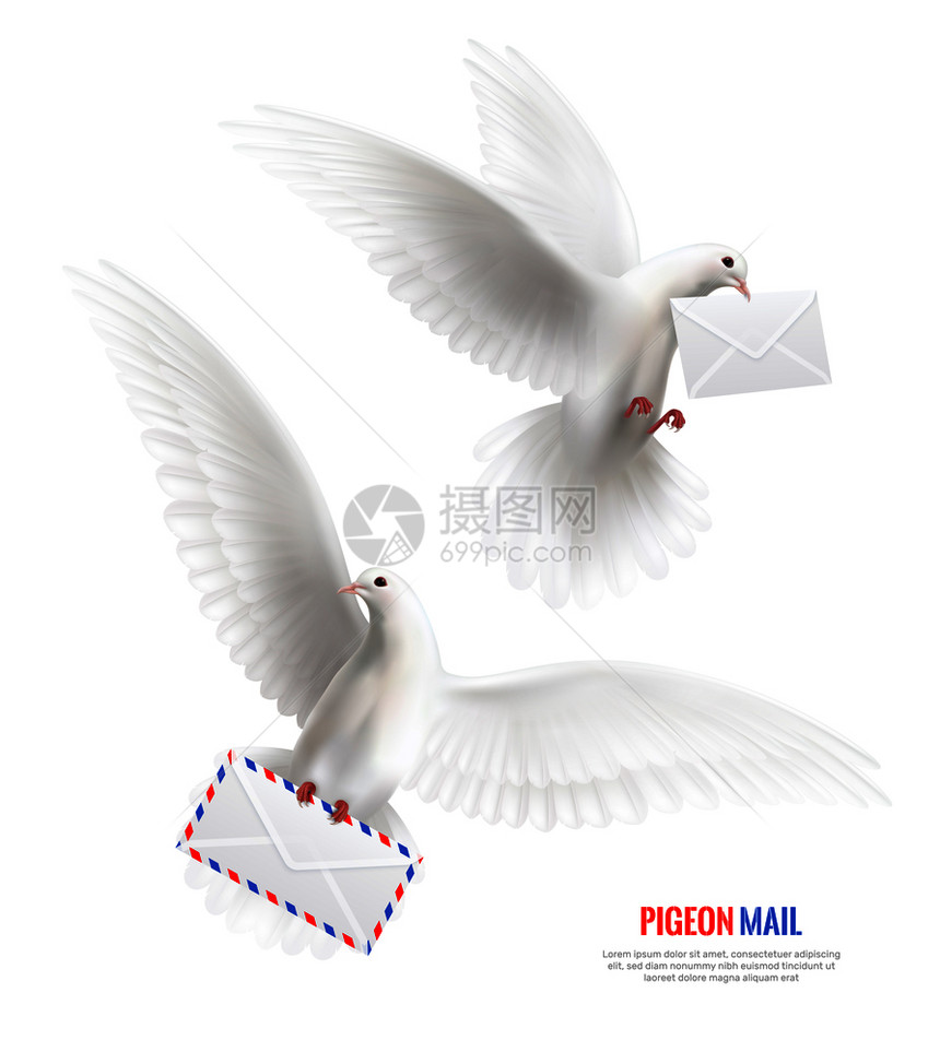 白色鸽子鸽子邮件符号现实孤立矢量插图白色鸽子图片