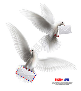 白色鸽子鸽子邮件符号现实孤立矢量插图白色鸽子图片