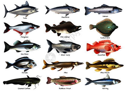 品种多样鲶鱼鱼图标插画