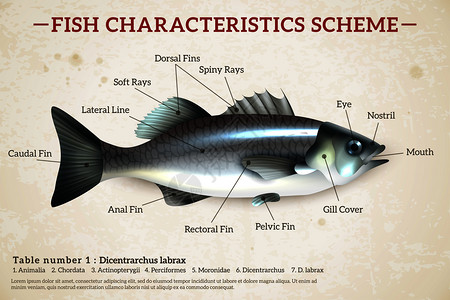 鱼计划信息图表图片