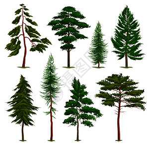披针草现实的松树插画
